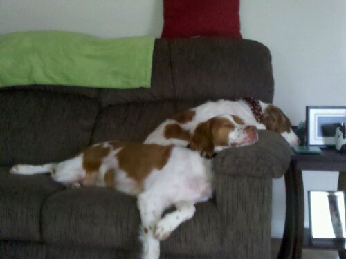 dogs